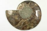 Cut & Polished, Agatized Ammonite Fossil - Madagascar #200138-5